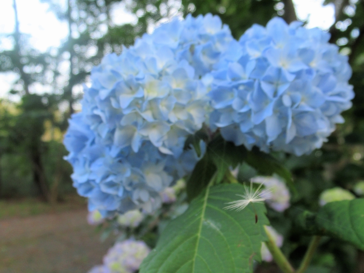 f:id:pft78526:20190702203423j:plain