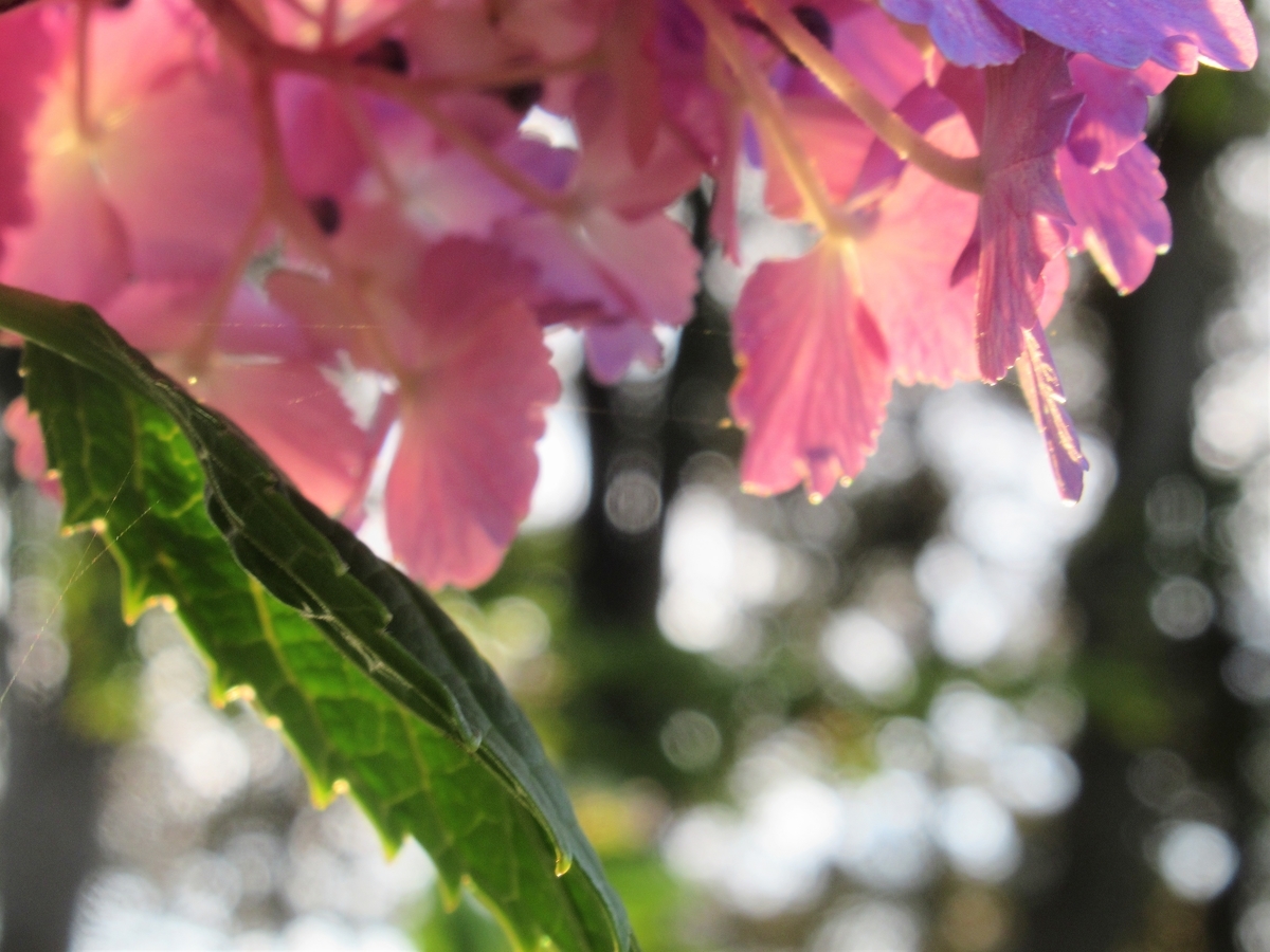 f:id:pft78526:20190702204153j:plain