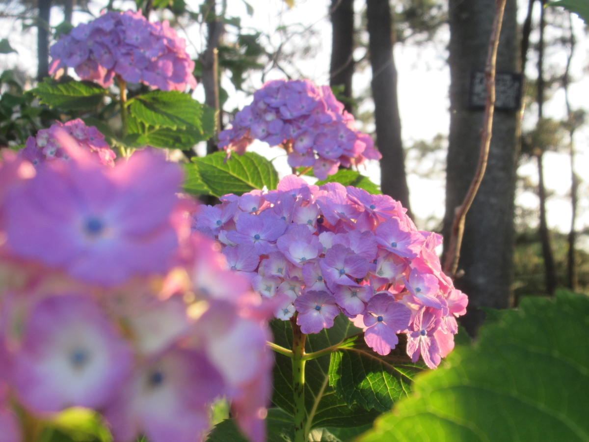 f:id:pft78526:20190702204205j:plain