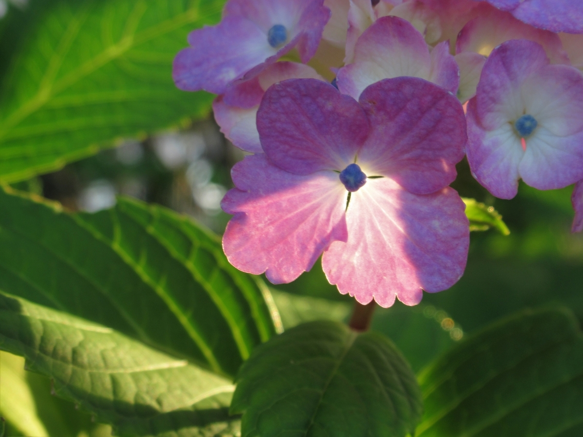 f:id:pft78526:20190702204210j:plain