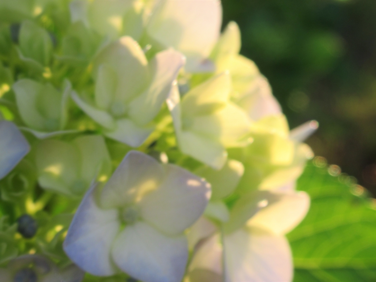 f:id:pft78526:20190702204215j:plain