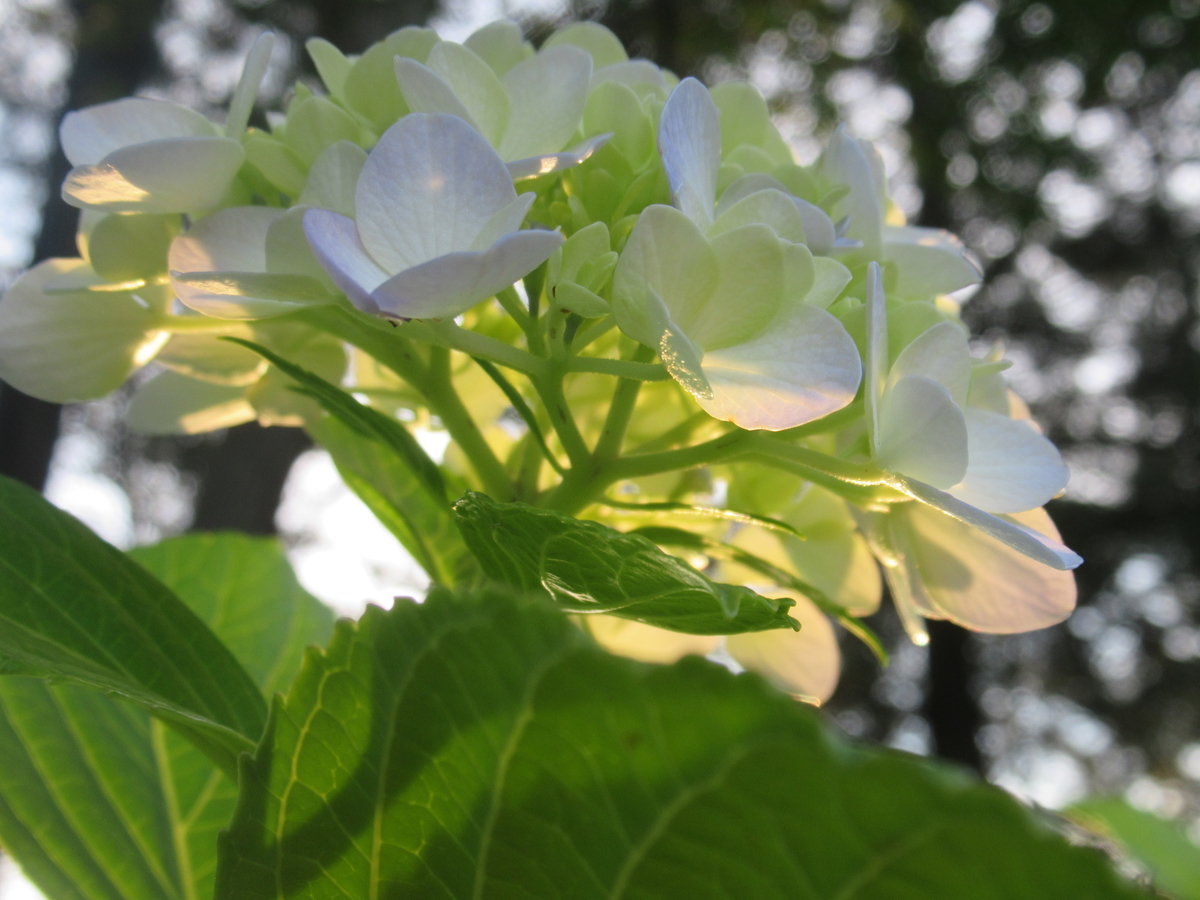 f:id:pft78526:20190702204223j:plain