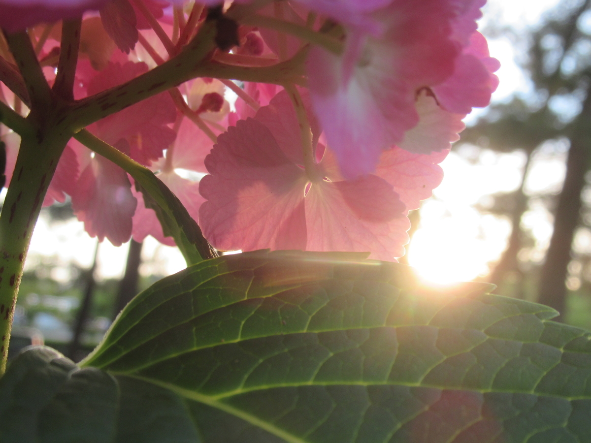 f:id:pft78526:20190702204231j:plain