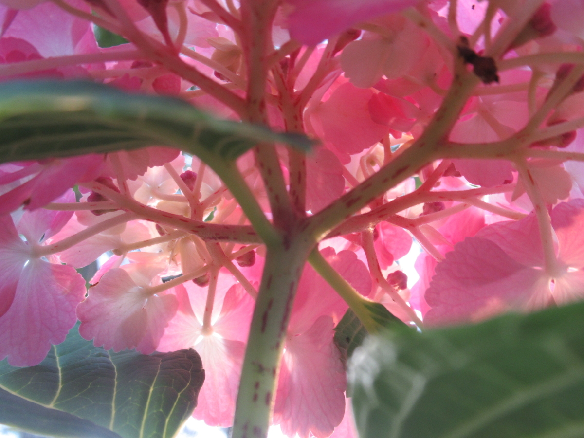 f:id:pft78526:20190702204306j:plain