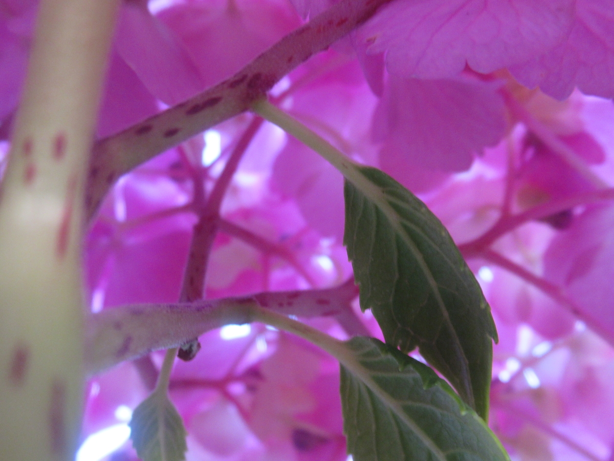 f:id:pft78526:20190702204309j:plain