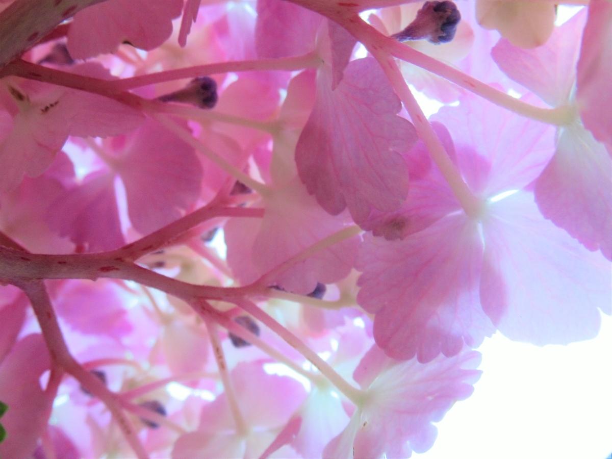 f:id:pft78526:20190702204314j:plain