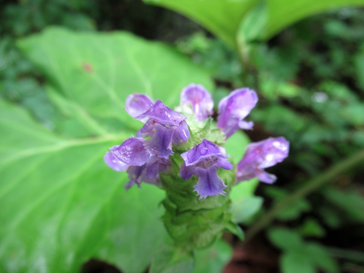 f:id:pft78526:20190702212609j:plain