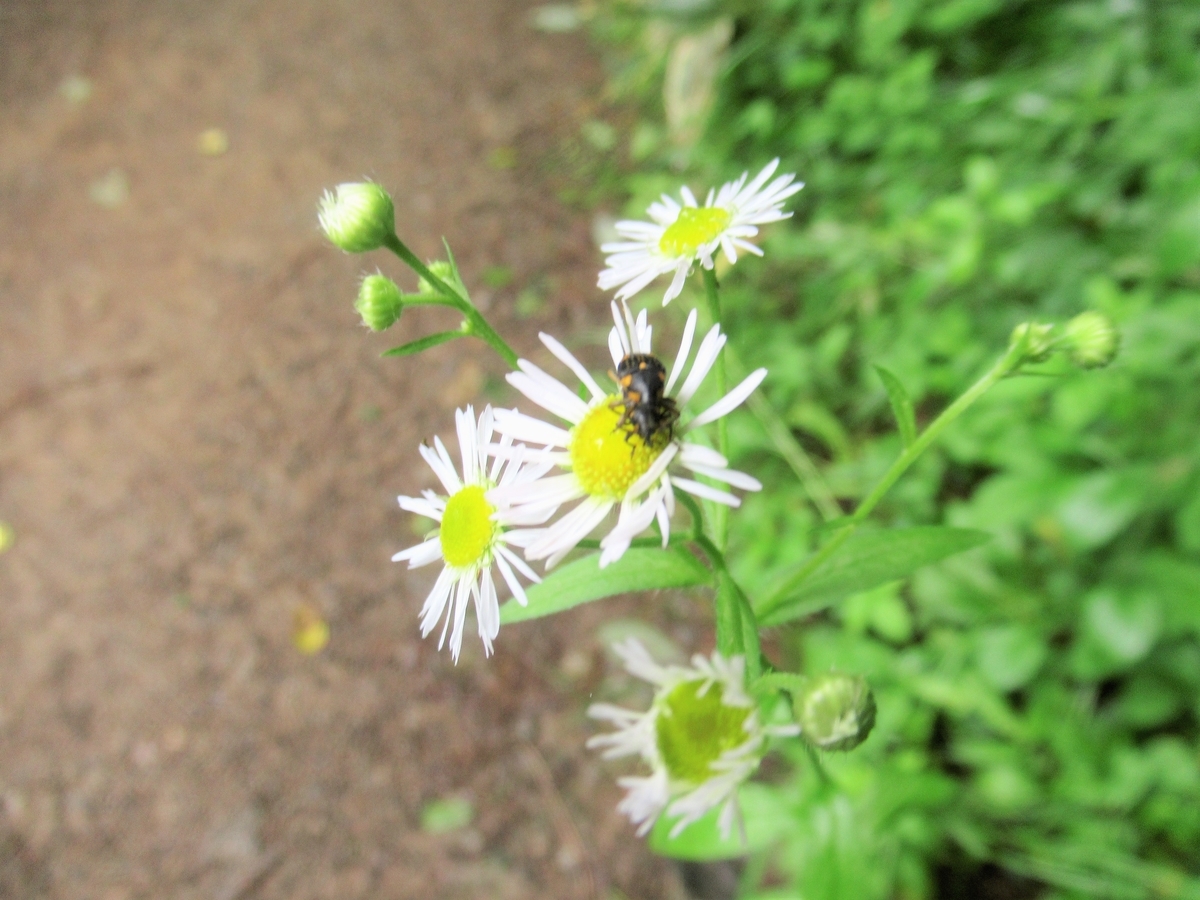 f:id:pft78526:20190702212645j:plain