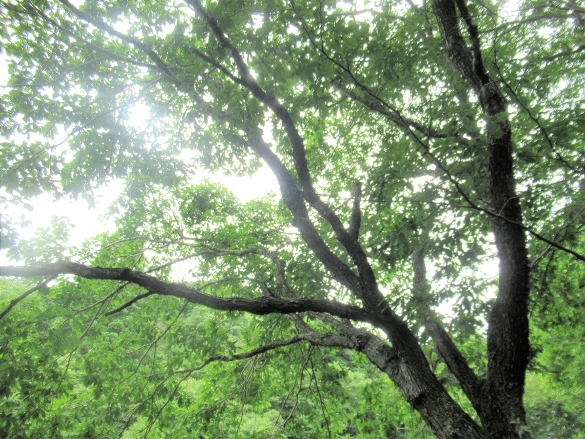 f:id:pft78526:20190702212707j:plain