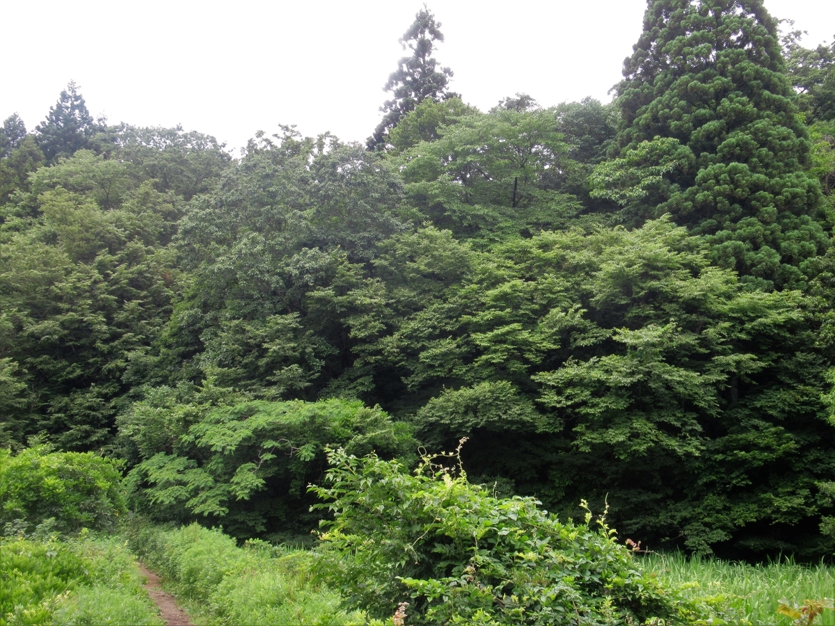 f:id:pft78526:20190702212720j:plain