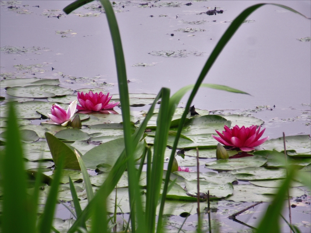 f:id:pft78526:20190702212727j:plain