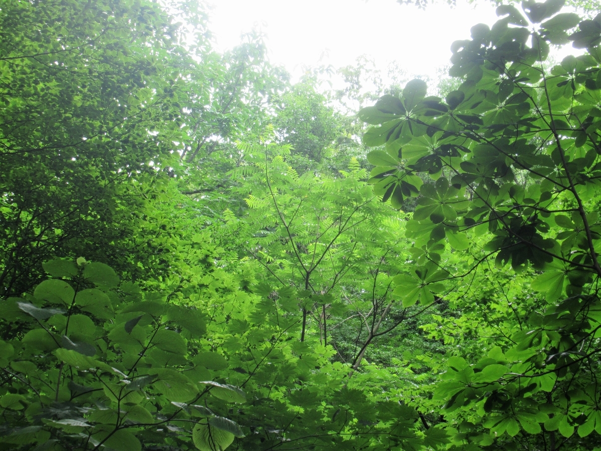f:id:pft78526:20190702214555j:plain