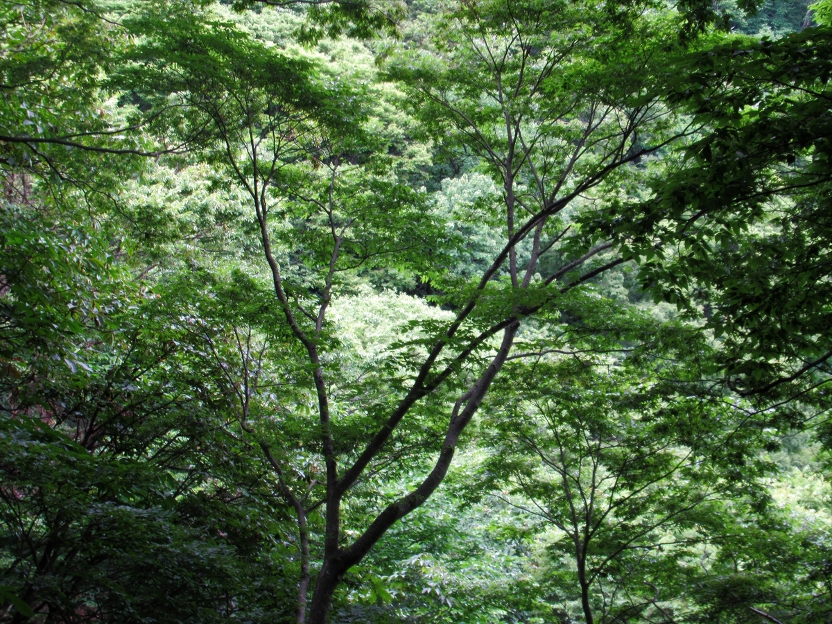 f:id:pft78526:20190702220034j:plain