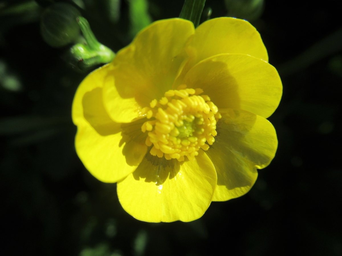 f:id:pft78526:20190714053358j:plain f:id:pft78526:20190714053358j:plain