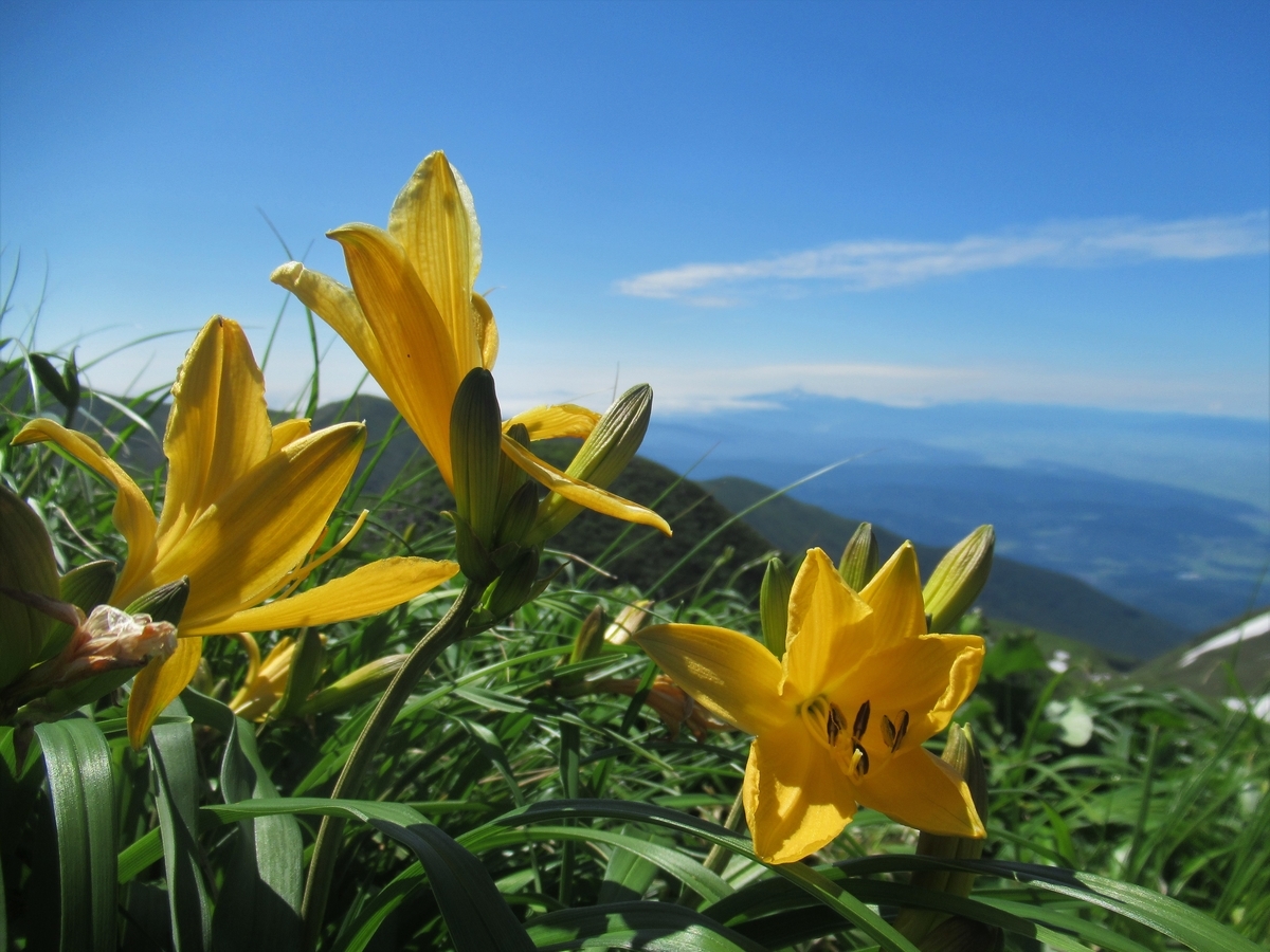 f:id:pft78526:20190714054231j:plain f:id:pft78526:20190714054231j:plain