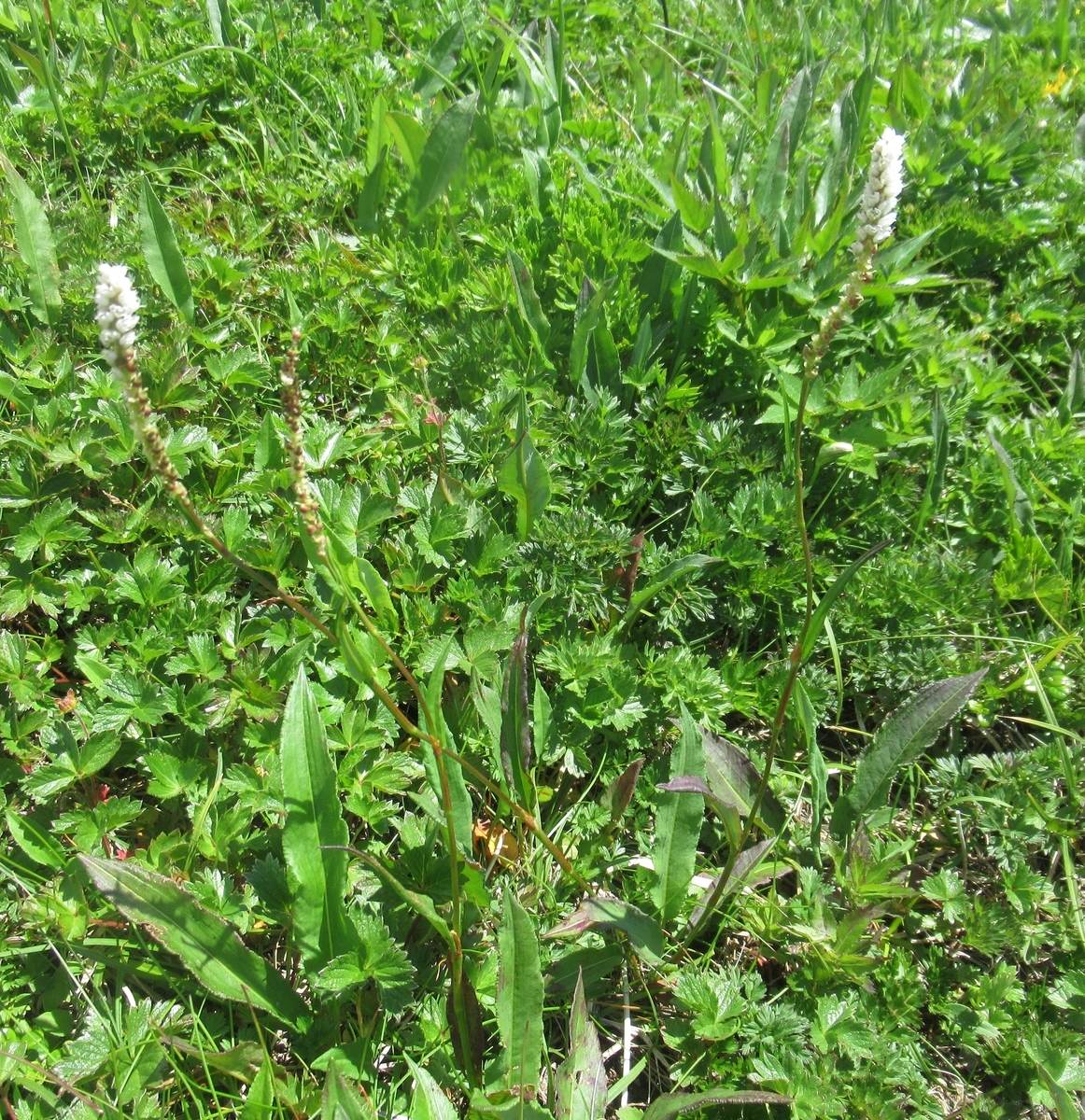 f:id:pft78526:20190714055604j:plain