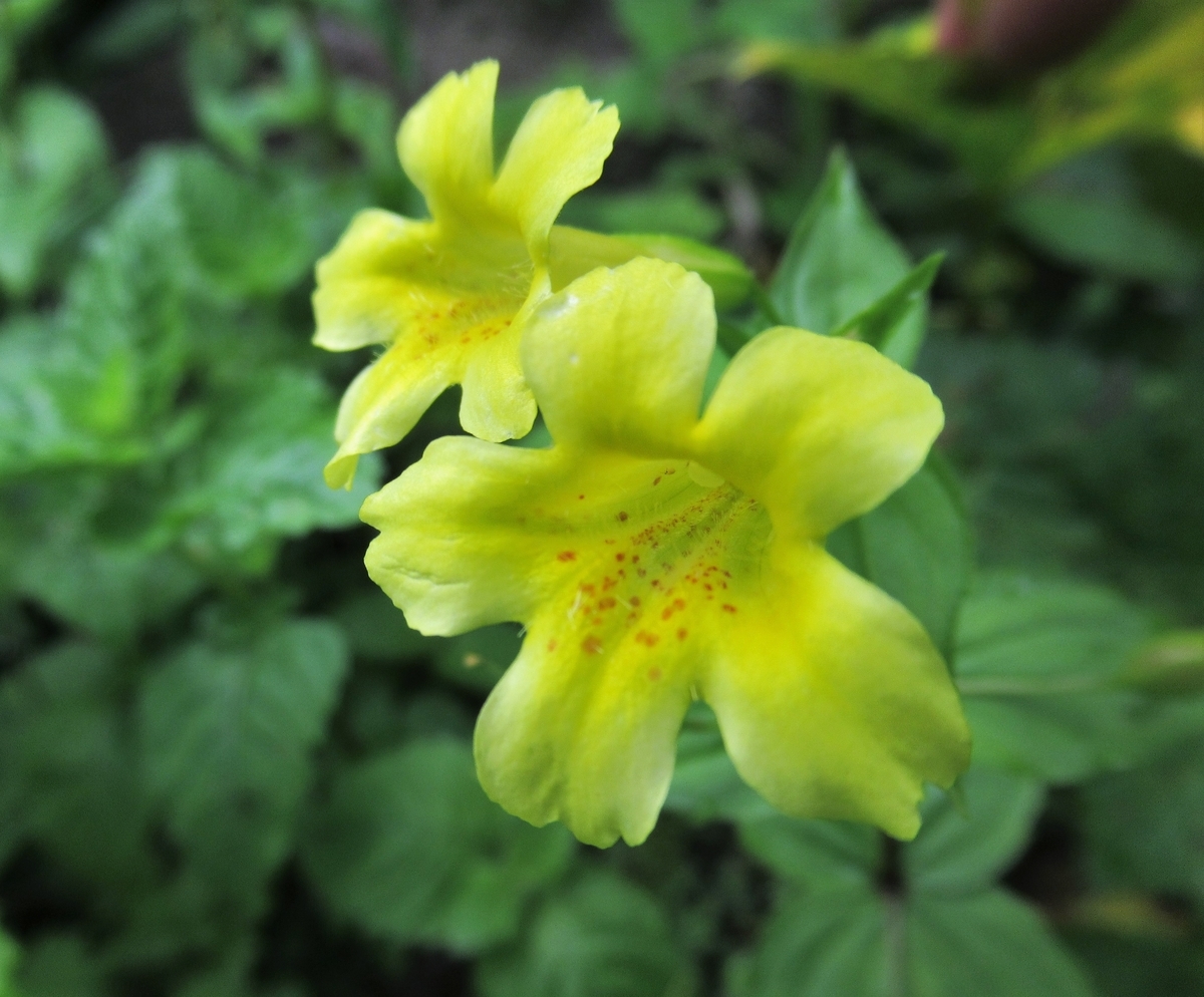 f:id:pft78526:20190721075750j:plain