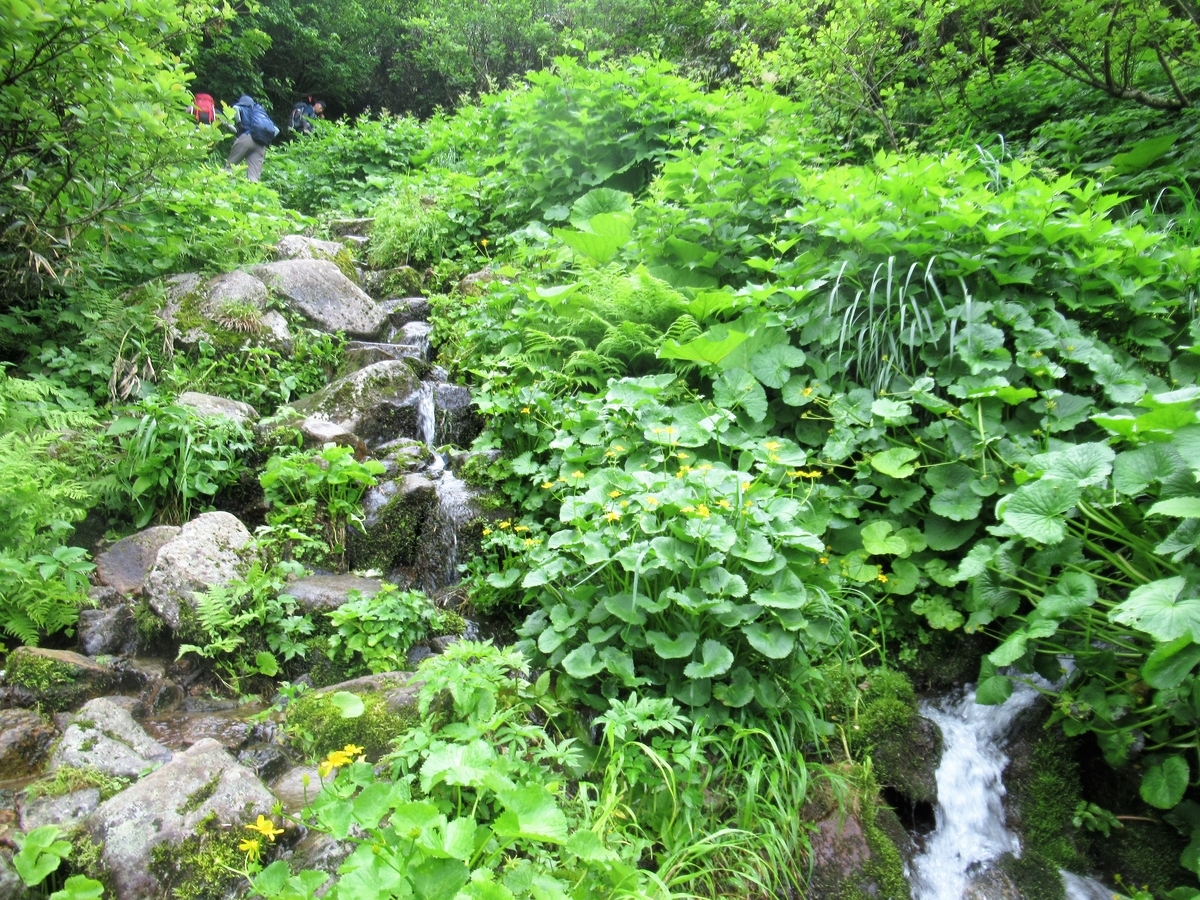 f:id:pft78526:20190721080723j:plain