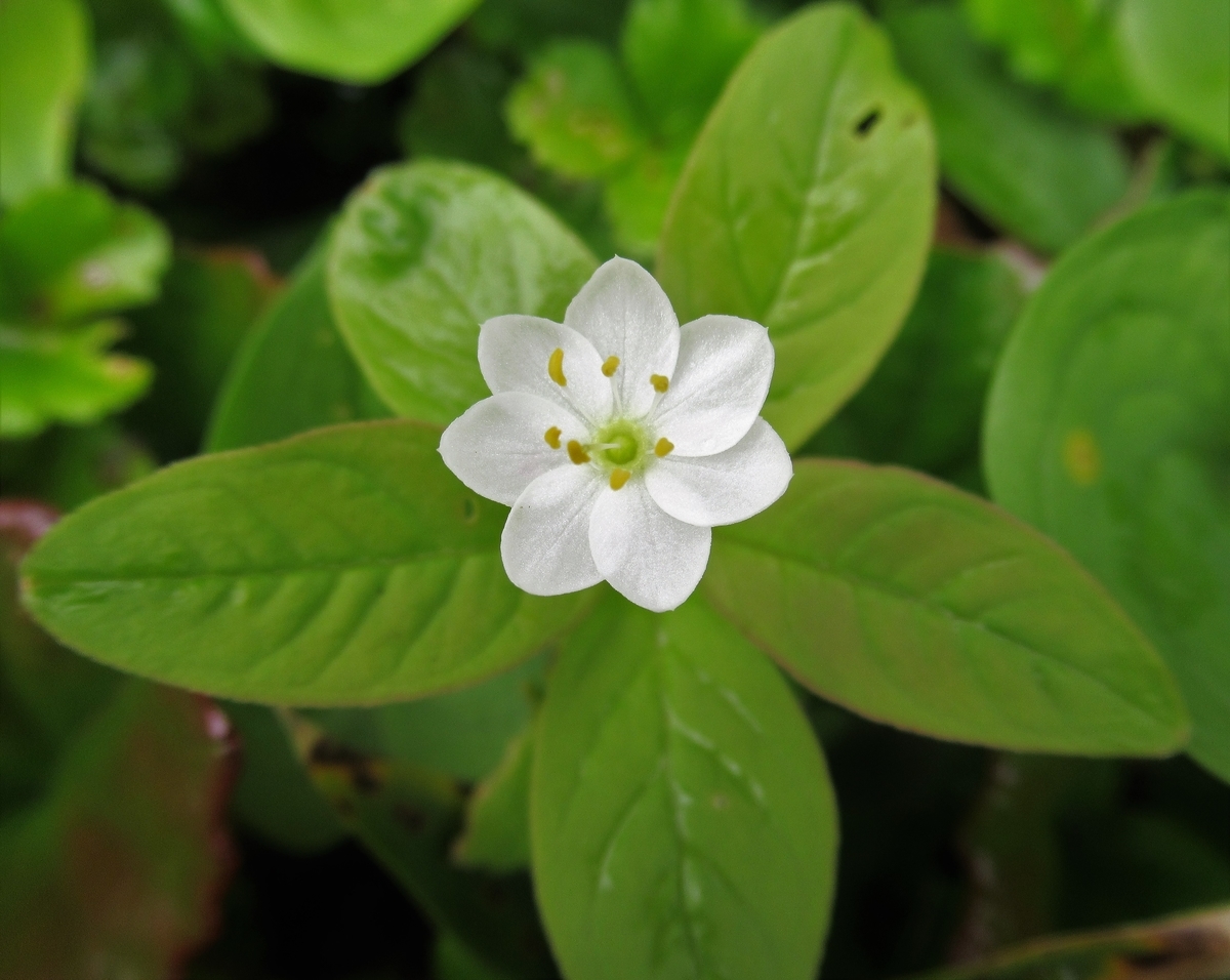 f:id:pft78526:20190721081750j:plain f:id:pft78526:20190721081750j:plain