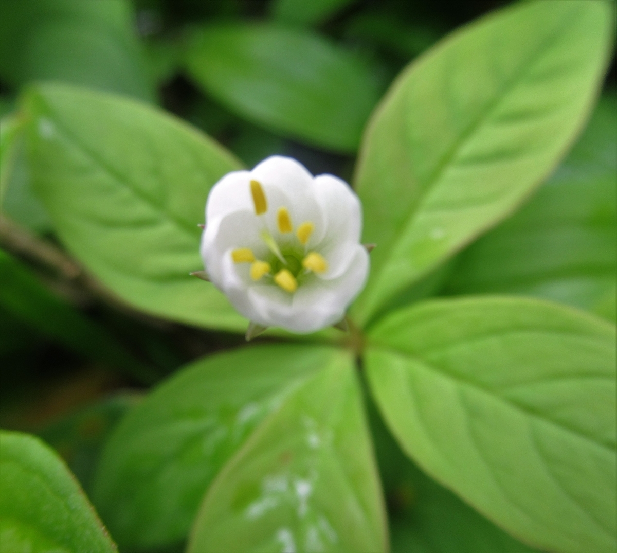 f:id:pft78526:20190721081756j:plain f:id:pft78526:20190721081756j:plain