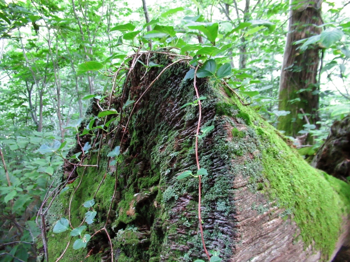 f:id:pft78526:20190815174914j:plain