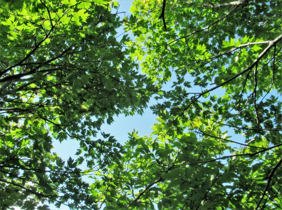 f:id:pft78526:20190929195647j:plain