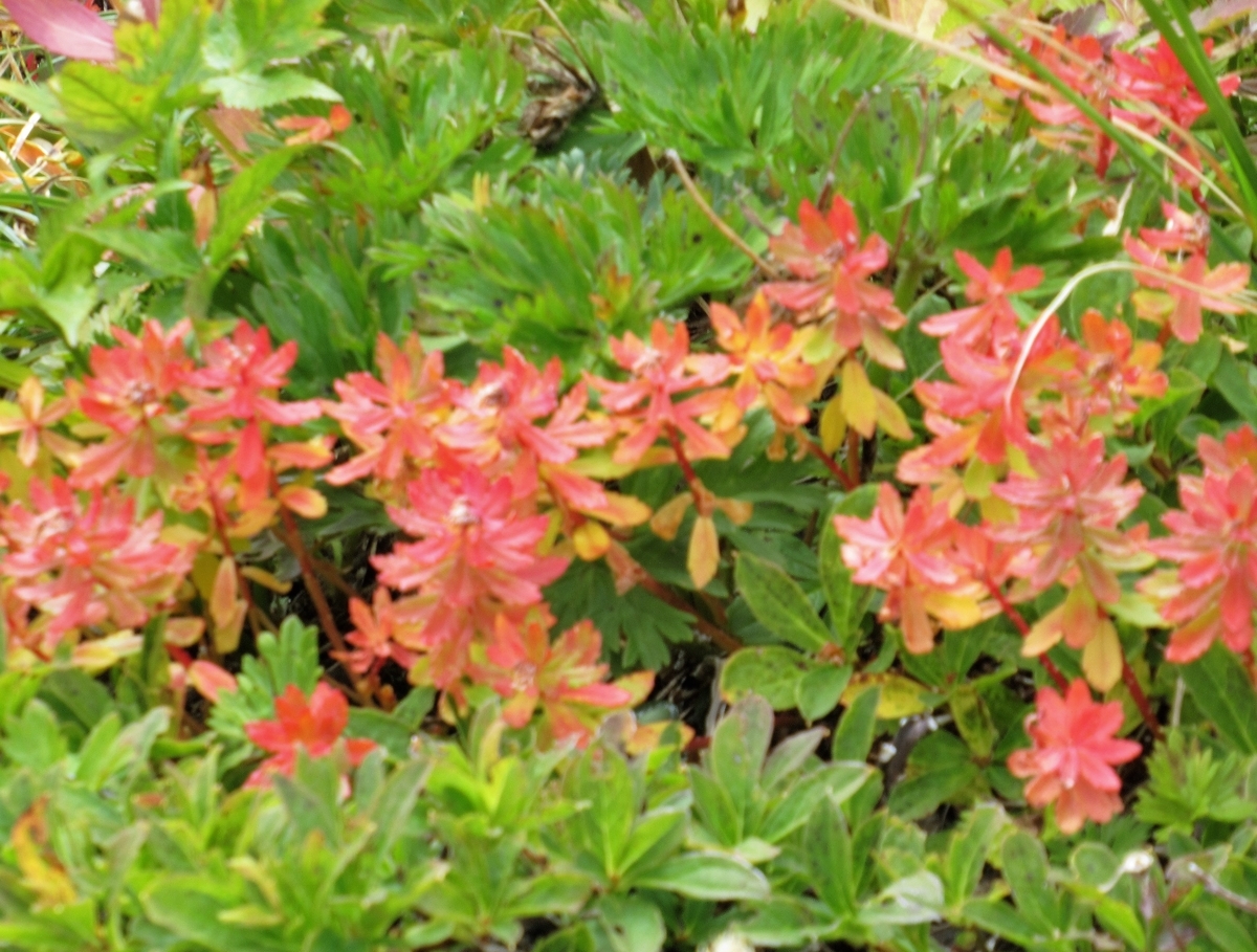 f:id:pft78526:20191003195326j:plain f:id:pft78526:20191003195326j:plain