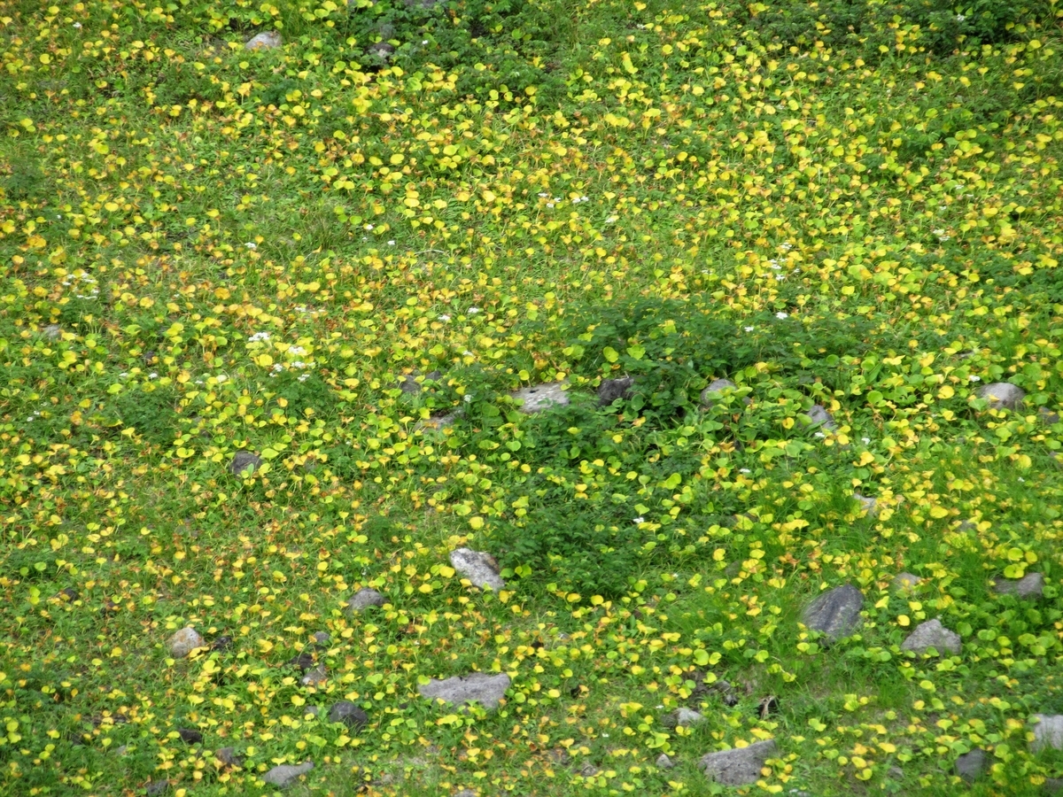 f:id:pft78526:20191005144932j:plain