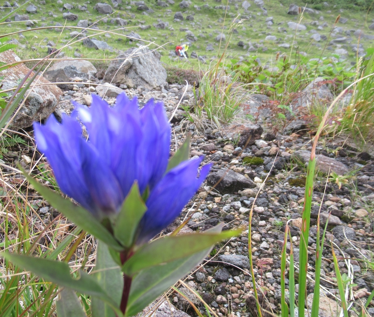 f:id:pft78526:20191005151812j:plain