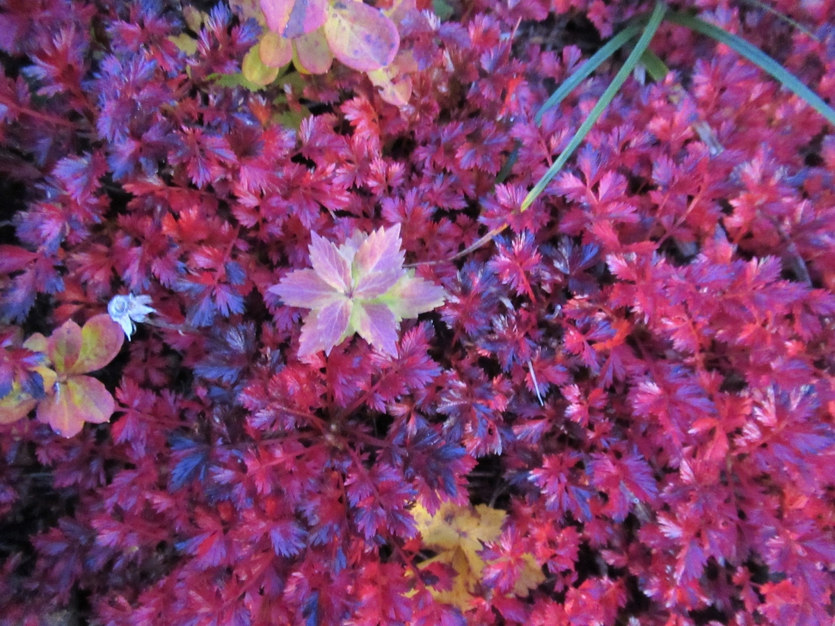 f:id:pft78526:20191009183131j:plain