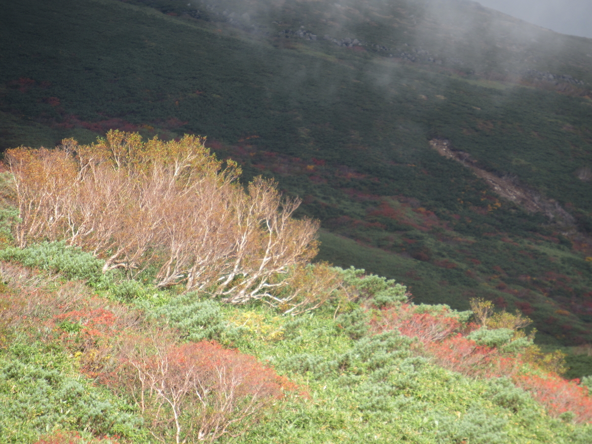 f:id:pft78526:20191012174943j:plain