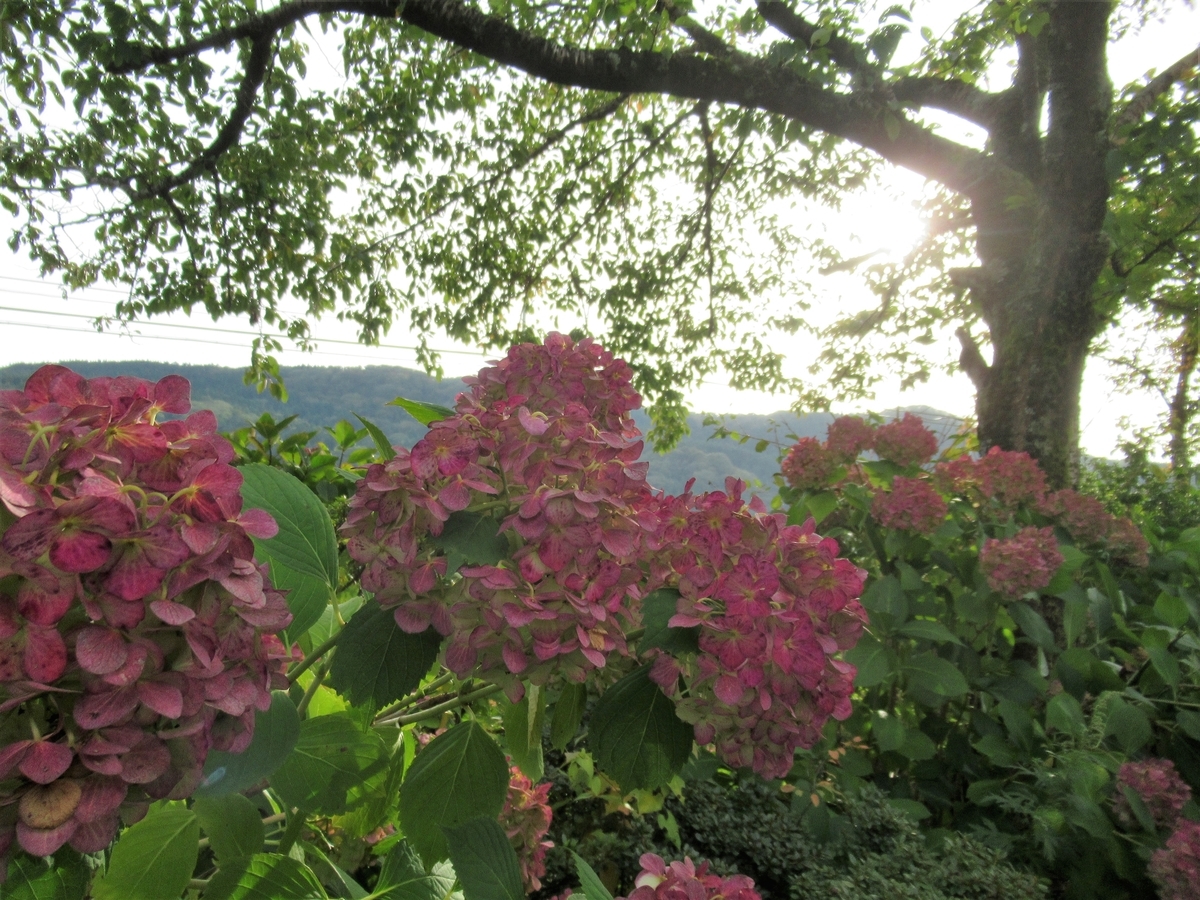 f:id:pft78526:20191019224605j:plain