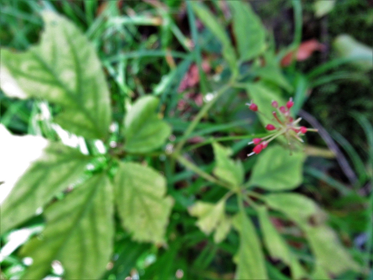 f:id:pft78526:20191024195936j:plain