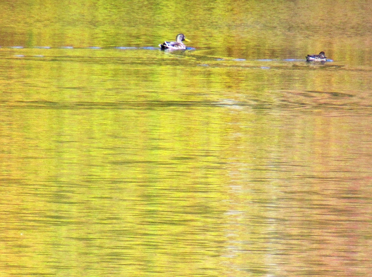 f:id:pft78526:20191101163402j:plain