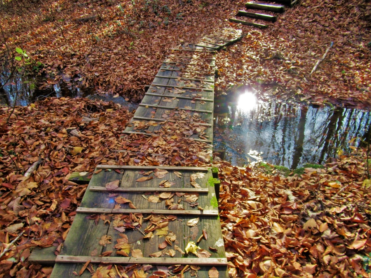 f:id:pft78526:20191121071153j:plain