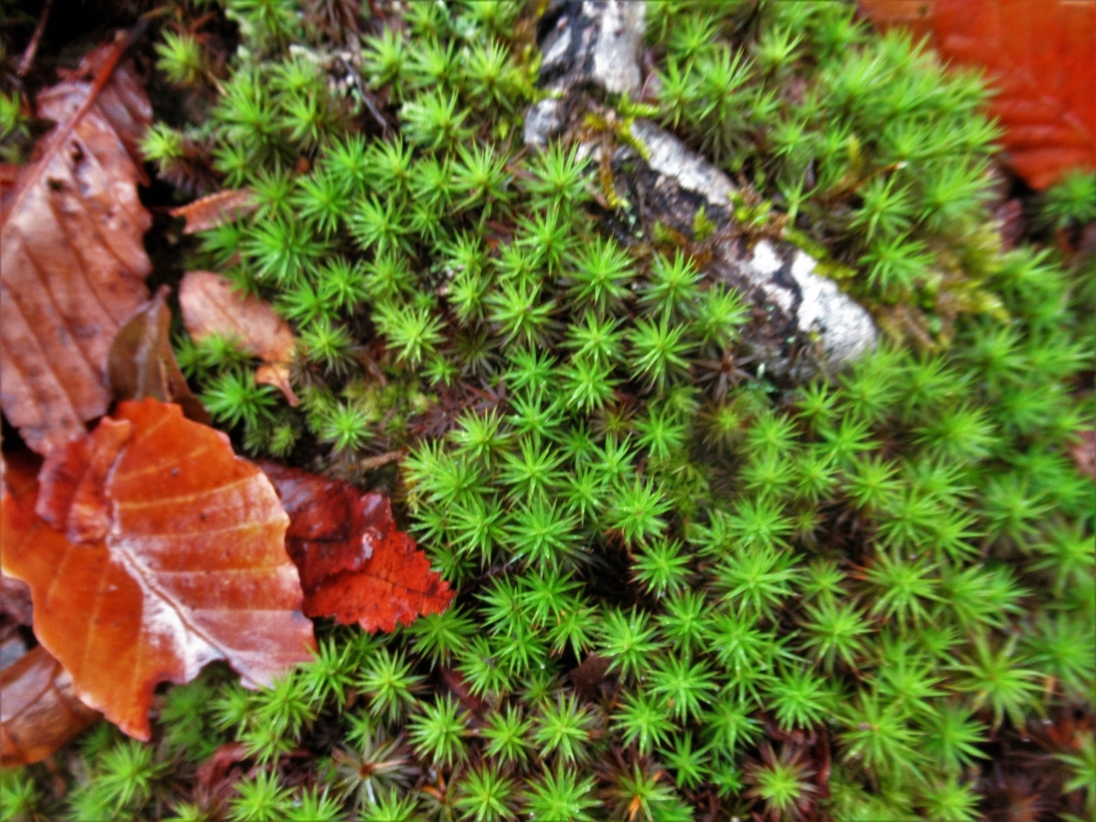 f:id:pft78526:20191130052231j:plain