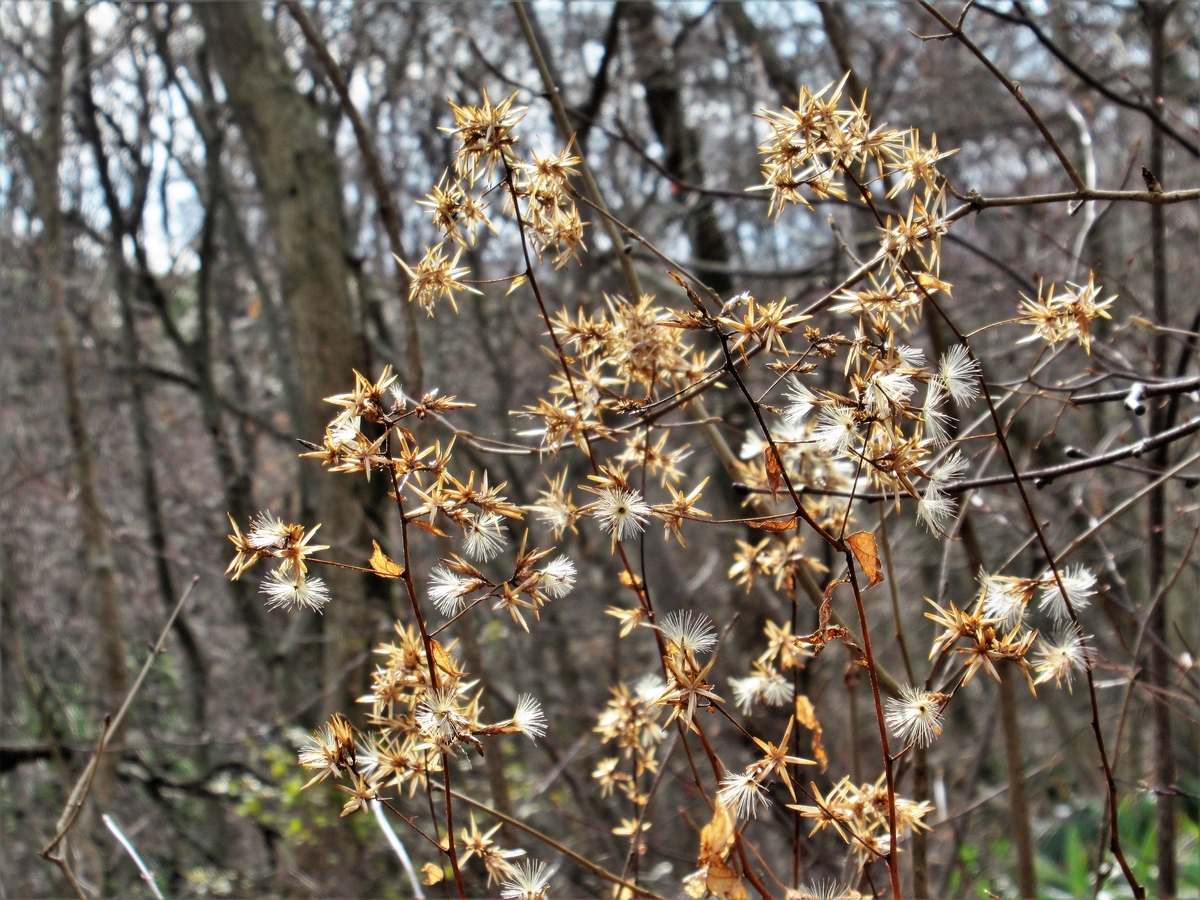 f:id:pft78526:20191221111903j:plain