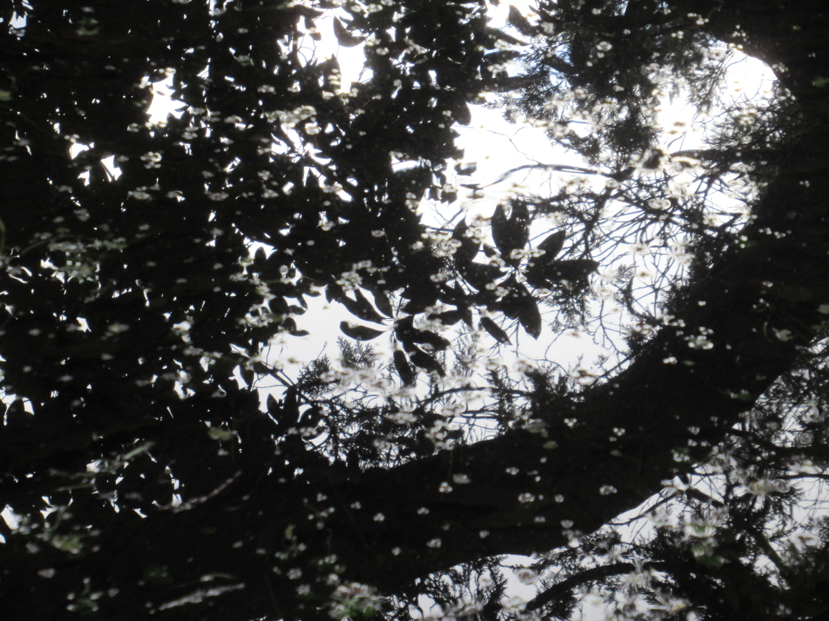 f:id:pft78526:20200107210528j:plain