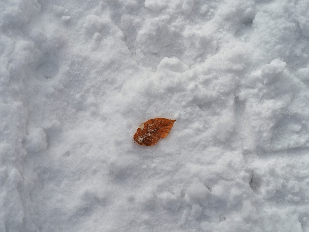 f:id:pft78526:20200129210811j:plain