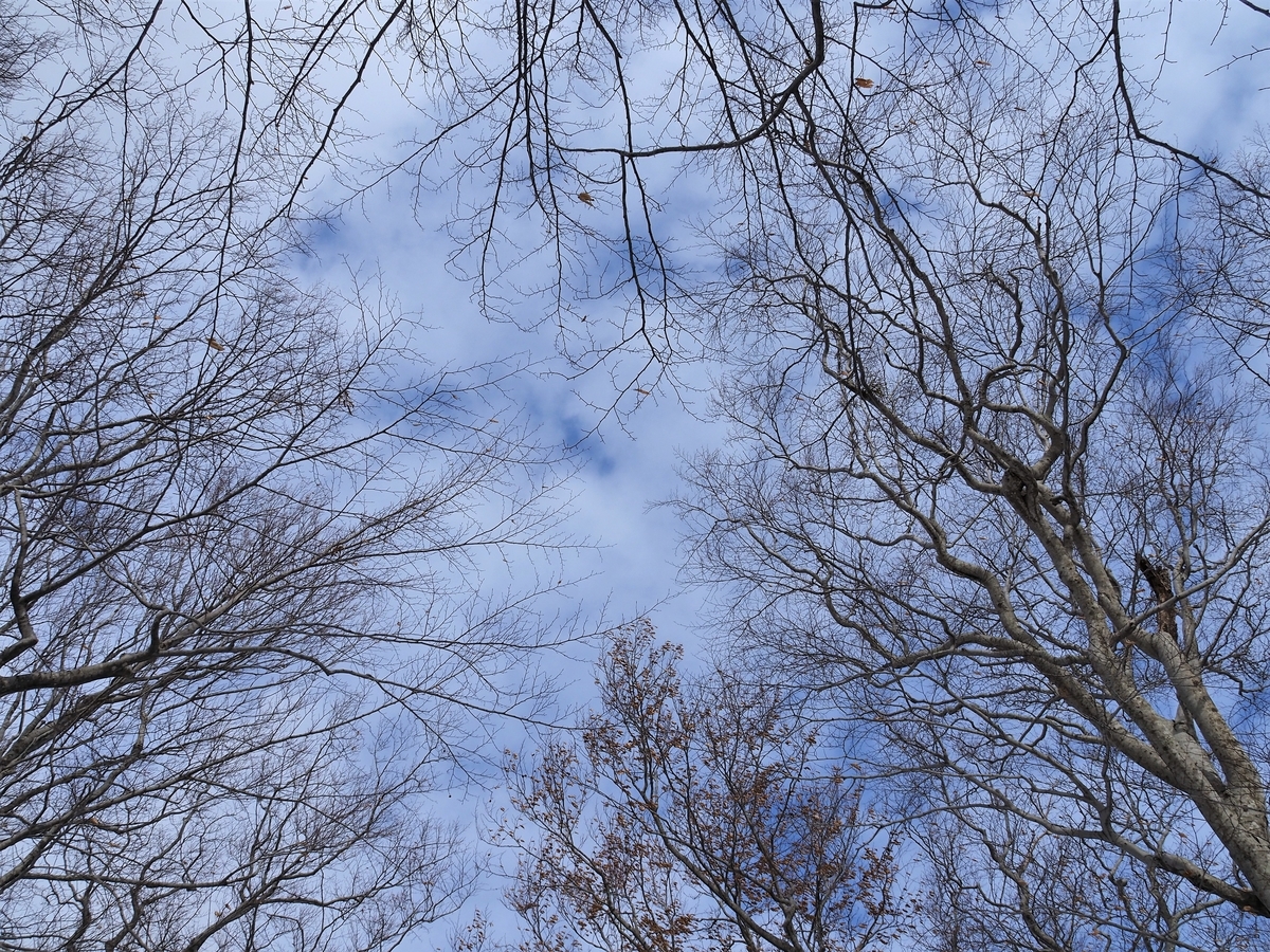 f:id:pft78526:20200131220715j:plain