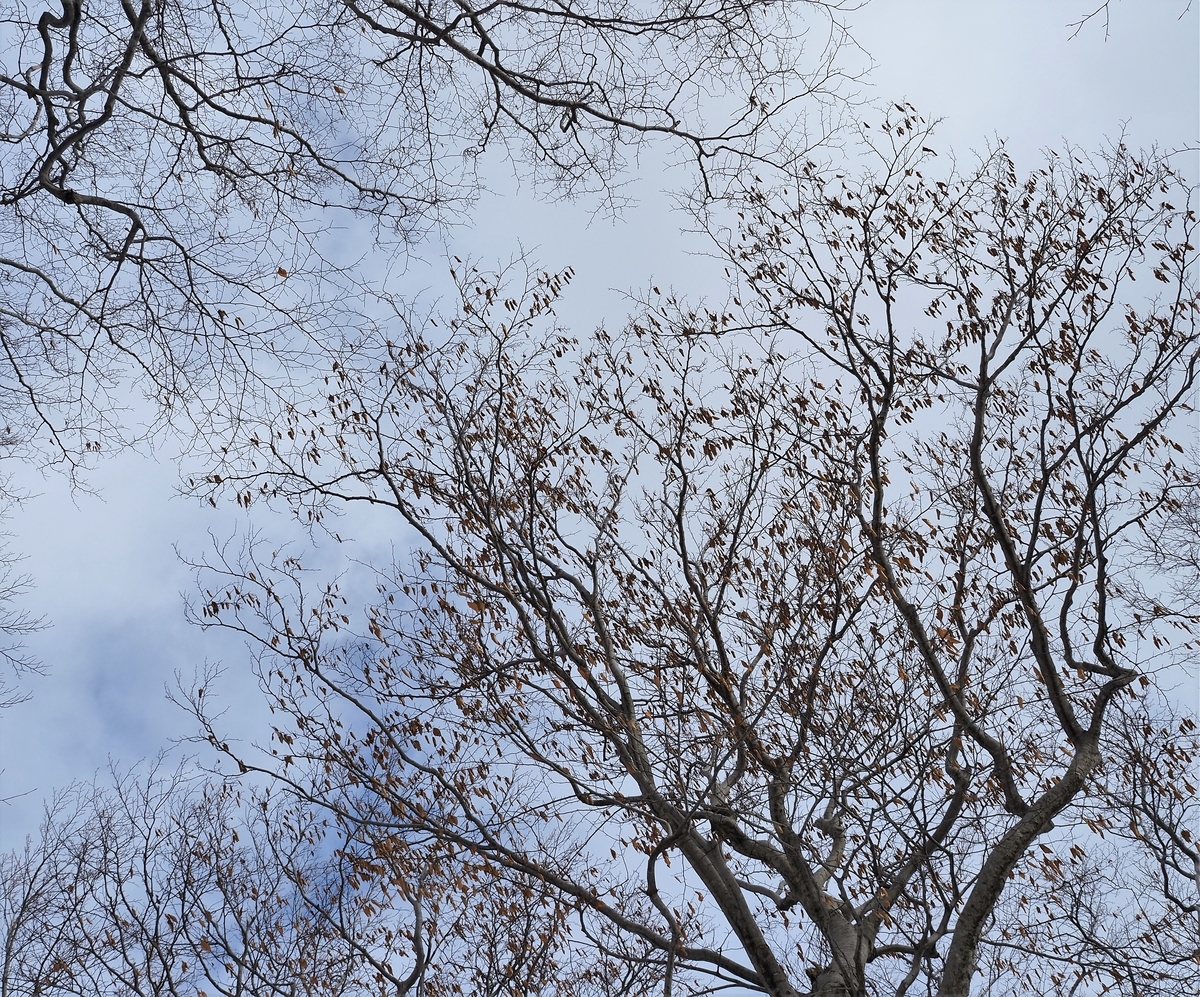f:id:pft78526:20200131220738j:plain
