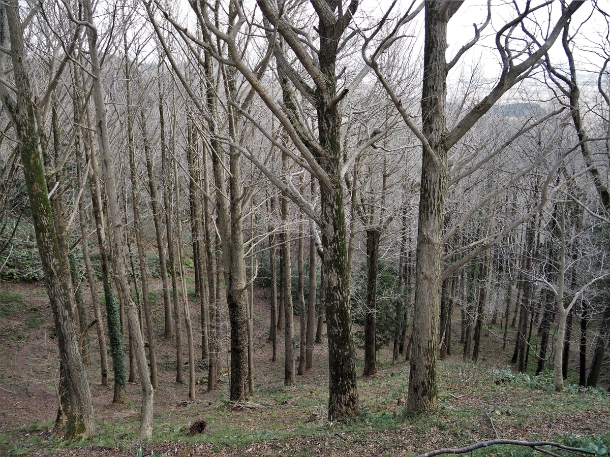 f:id:pft78526:20200208113527j:plain