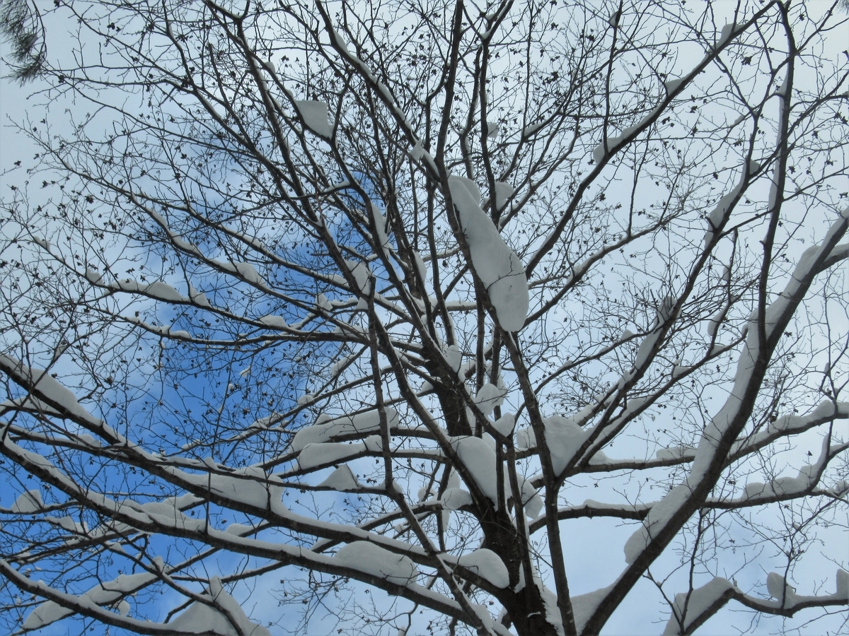 f:id:pft78526:20200211155755j:plain