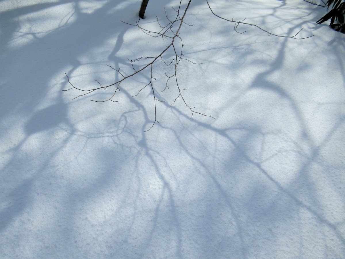 f:id:pft78526:20200211155921j:plain