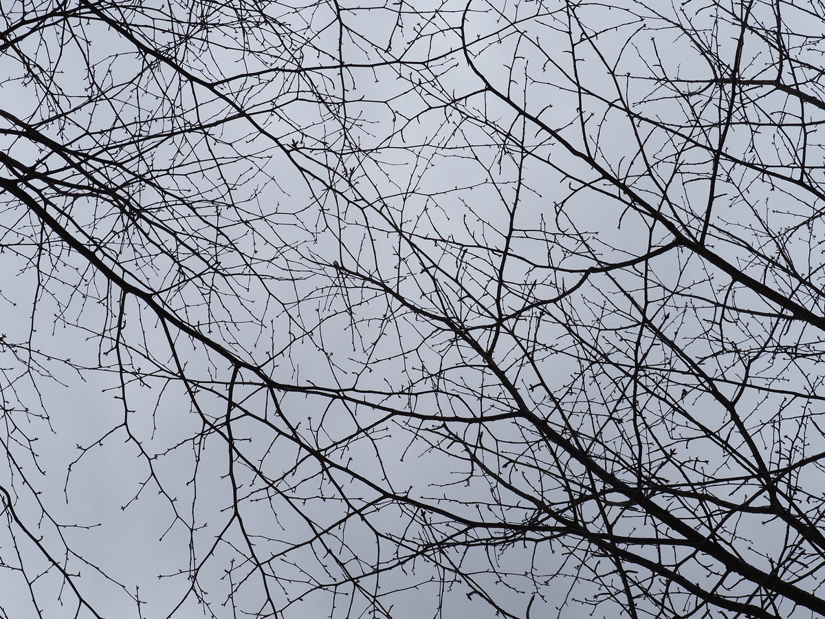 f:id:pft78526:20200217204748j:plain