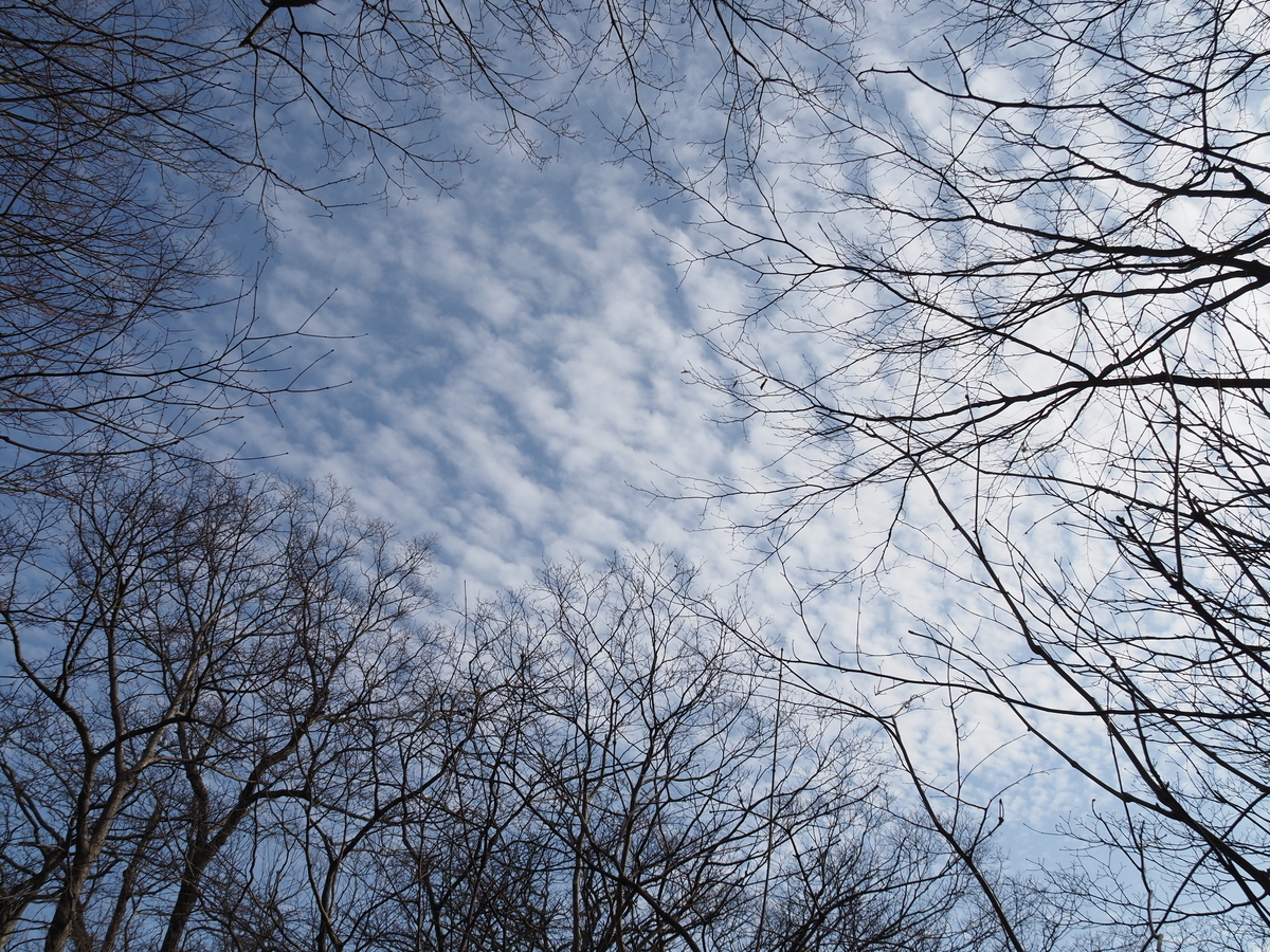 f:id:pft78526:20200229150010j:plain