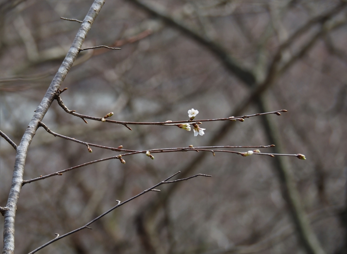 f:id:pft78526:20200301125528j:plain