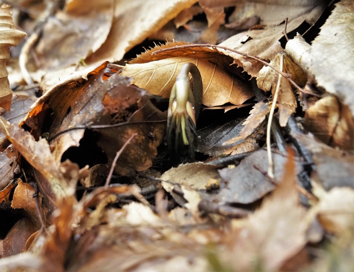 f:id:pft78526:20200301140114j:plain