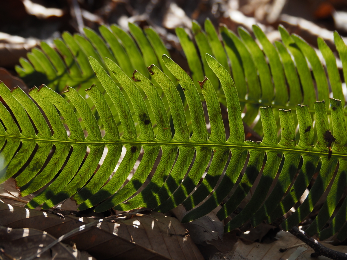 f:id:pft78526:20200307134142j:plain f:id:pft78526:20200307134142j:plain