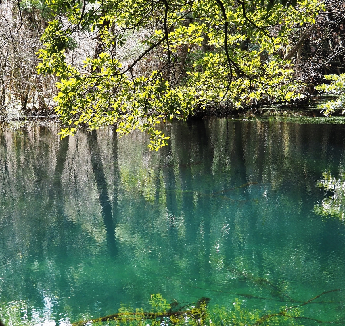 f:id:pft78526:20200312133638j:plain